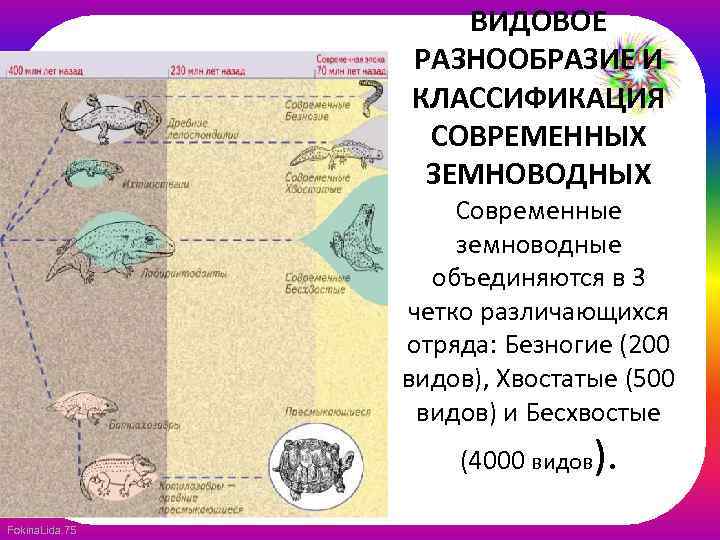 ВИДОВОЕ РАЗНООБРАЗИЕ И КЛАССИФИКАЦИЯ СОВРЕМЕННЫХ ЗЕМНОВОДНЫХ Современные земноводные объединяются в 3 четко различающихся отряда: