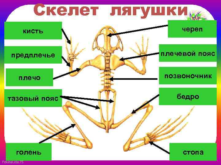 Скелет лягушки кисть предплечье плечо тазовый пояс голень Fokina. Lida. 75 череп плечевой пояс