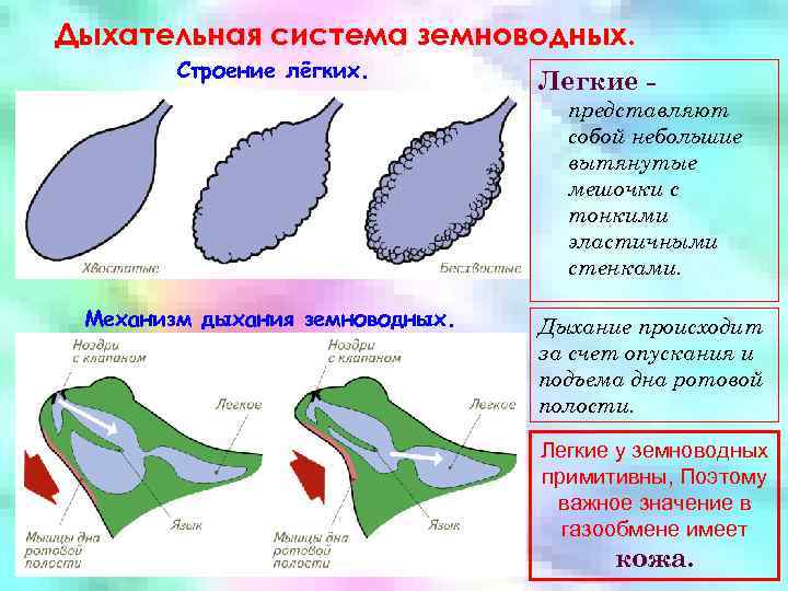 Дыхательная система земноводных. Строение лёгких. Легкие представляют собой небольшие вытянутые мешочки с тонкими эластичными