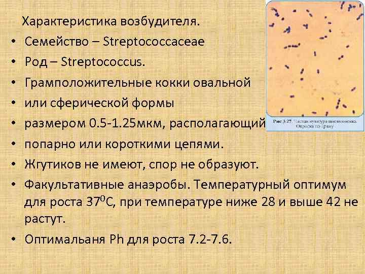  • • • Характеристика возбудителя. Семейство – Streptococcaceae Род – Streptococcus. Грамположительные кокки