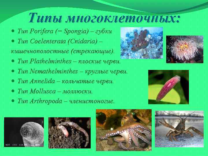 Типы многоклеточных: Тип Porifera (= Spongia) – губки Тип Coelenterata (Cnidaria) – кишечнополостные (стрекающие).