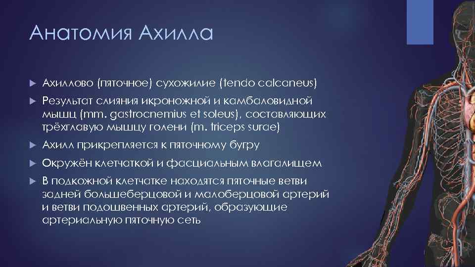 Анатомия Ахилла Ахиллово (пяточное) сухожилие (tendo calcaneus) Результат слияния икроножной и камбаловидной мышц (mm.