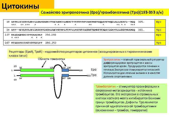 Цитокины Семейство эритропоэтина (Epo)/тромбопоэтина (Tpo)(193 -353 а/к) 28 APPRLICDSRVLERYLLEAKEAENITTGCAEHCSLNENITVPDTKVNFYAWKRMEVGQQAVEVWQGLALLSEAVL--RGQ *** ** * * ***