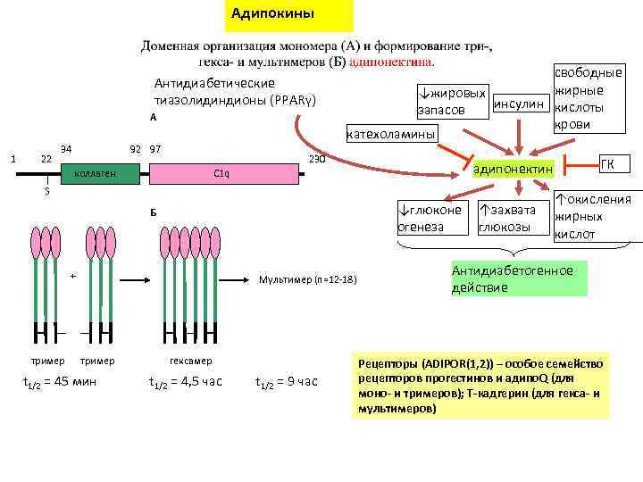 Адипокины Антидиабетические тиазолидиндионы (PPARγ) А 1 22 34 92 97 свободные жирные ↓жировых инсулин