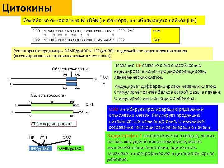 Цитокины Семейство онкостатина М (OSM) и фактора, ингибирующего лейкоз (LIF) 179 172 TPASDAFQRKLEGCRFLHGYHRFMHSVGRVF *