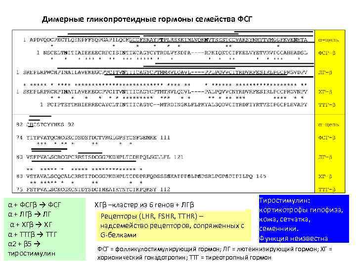 Димерные гликопротеидные гормоны семейства ФСГ α + ФСГβ → ФСГ α + ЛГβ →