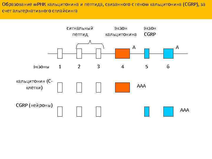 Образование м. РНК кальцитонина и пептида, связанного с геном кальцитонина (CGRP), за счет альтернативного