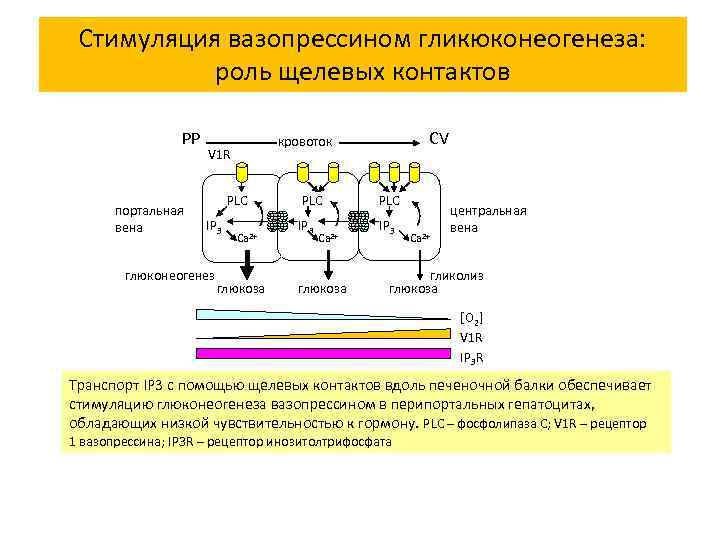 Стимуляция вазопрессином гликюконеогенеза: роль щелевых контактов РР портальная вена PLC IP 3 глюконеогенез CV