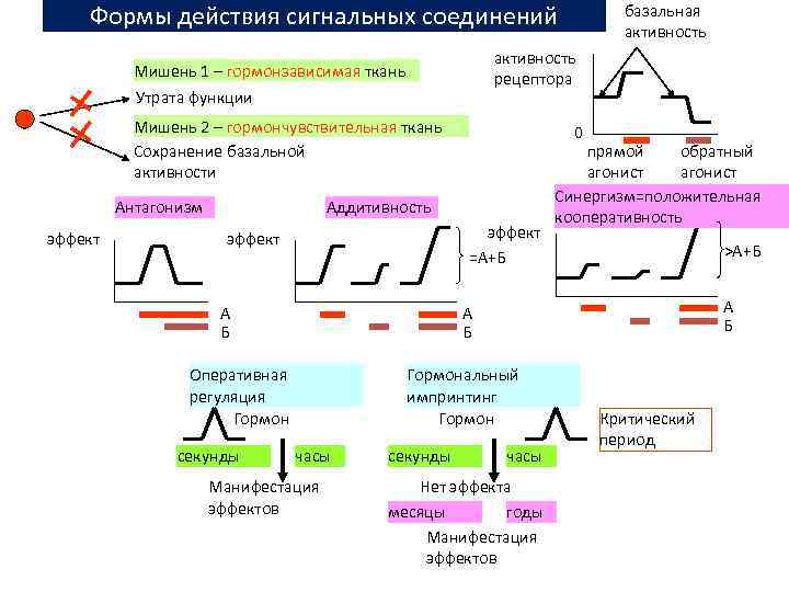 Формы действия сигнальных соединений активность рецептора Мишень 1 – гормонзависимая ткань Утрата функции Мишень