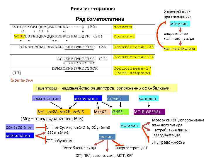 Рилизинг-гормоны 2 -часовой цикл при голодании: Ряд соматостатина мотилин опорожнение желчного пузыря желчные кислоты