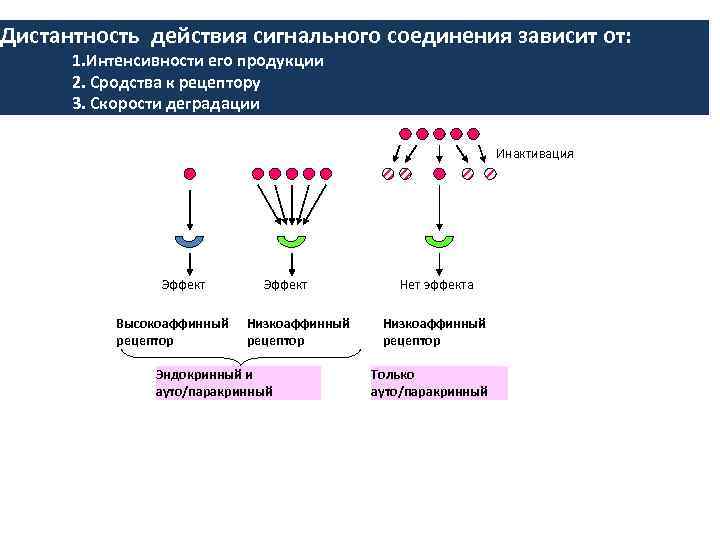 Дистантность действия сигнального соединения зависит от: 1. Интенсивности его продукции 2. Сродства к рецептору