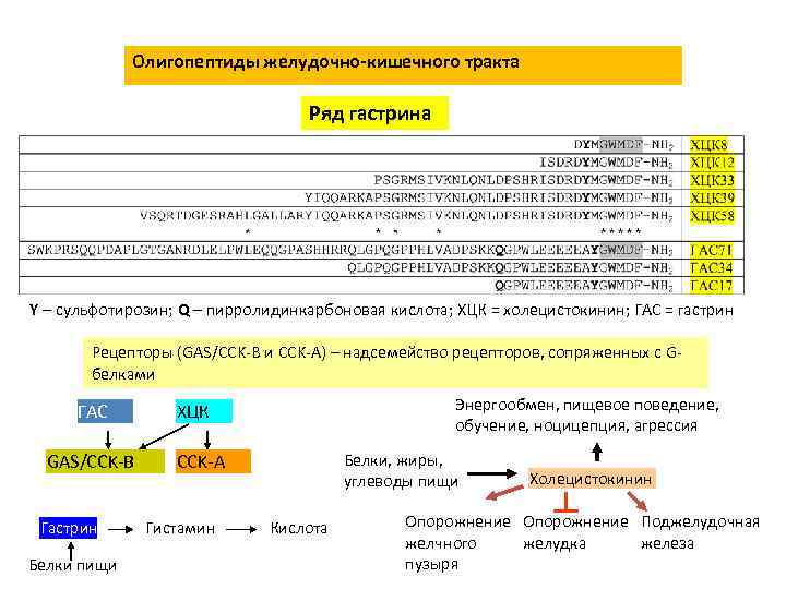 Олигопептиды желудочно-кишечного тракта Ряд гастрина Y – сульфотирозин; Q – пирролидинкарбоновая кислота; ХЦК =