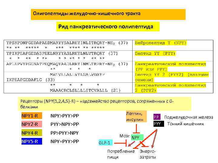 Олигопептиды желудочно-кишечного тракта Ряд панкреатического полипептида Рецепторы (NPY(1, 2, 4, 5)-R) – надсемейство рецепторов,