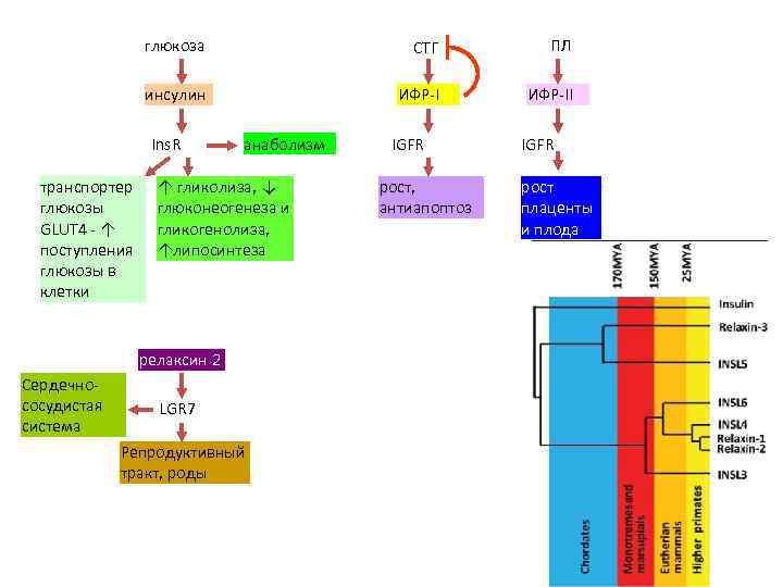 глюкоза СТГ ПЛ инсулин ИФР-II Ins. R транспортер глюкозы GLUT 4 - ↑ поступления