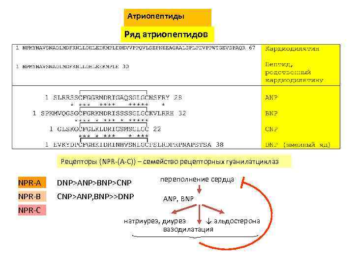 Атриопептиды Ряд атриопептидов Рецепторы (NPR-(A-C)) – семейство рецепторных гуанилатциклаз NPR-A DNP>ANP>BNP>CNP NPR-B CNP>ANP, BNP>>DNP