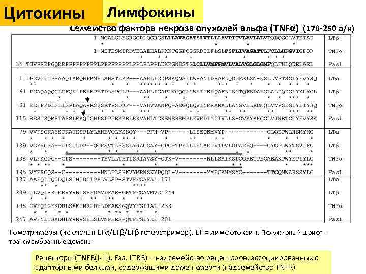 Цитокины Лимфокины Семейство фактора некроза опухолей альфа (TNFα) (170 -250 а/к) Гомотримеры (исключая LTα/LTβ