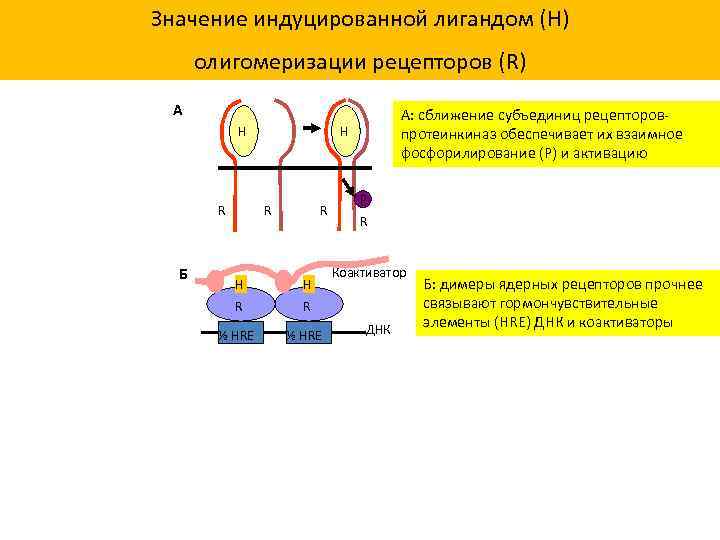 Значение индуцированной лигандом (H) олигомеризации рецепторов (R) А H R Б А: сближение субъединиц