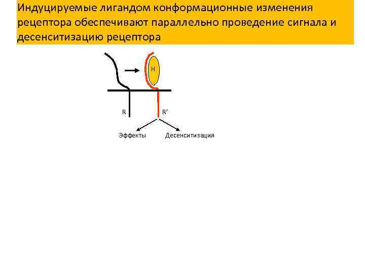 Индуцируемые лигандом конформационные изменения рецептора обеспечивают параллельно проведение сигнала и десенситизацию рецептора H R