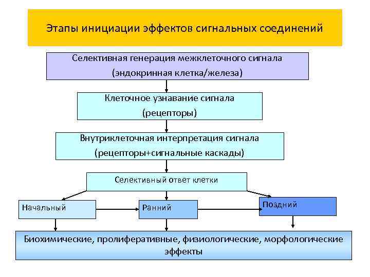 Этапы инициации эффектов сигнальных соединений Селективная генерация межклеточного сигнала (эндокринная клетка/железа) Клеточное узнавание сигнала