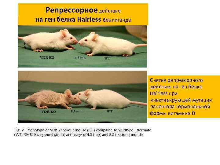 Репрессорное действие на ген белка Hairless без лиганда Снятие репрессорного действия на ген белка