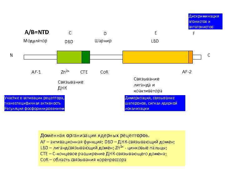 Дискриминация агонистов и антагонистов A/B=NTD C Модулятор E D Шарнир DBD F LBD N
