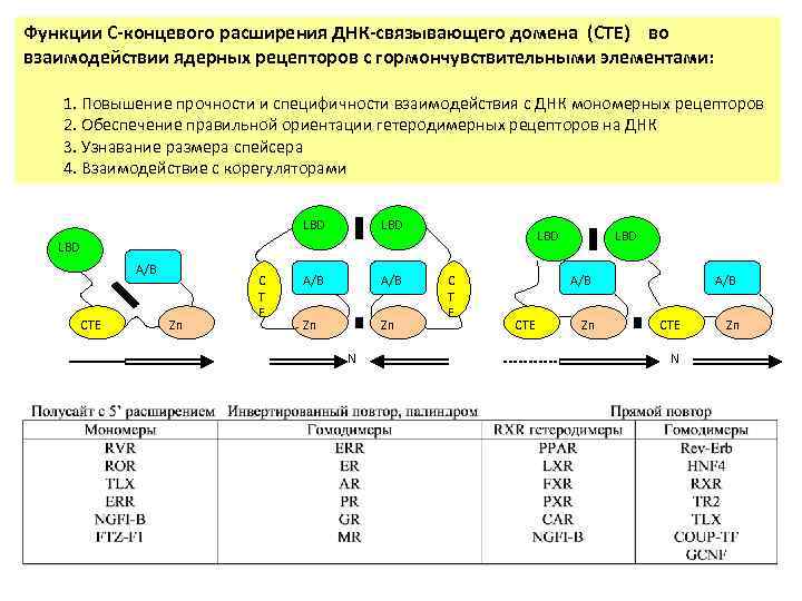 Функции C-концевого расширения ДНК-связывающего домена (СТЕ) во взаимодействии ядерных рецепторов с гормончувствительными элементами: 1.