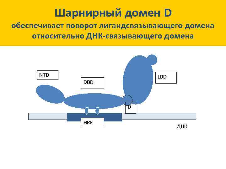 Шарнирный домен D обеспечивает поворот лигандсвязывающего домена относительно ДНК-связывающего домена NTD LBD D HRE