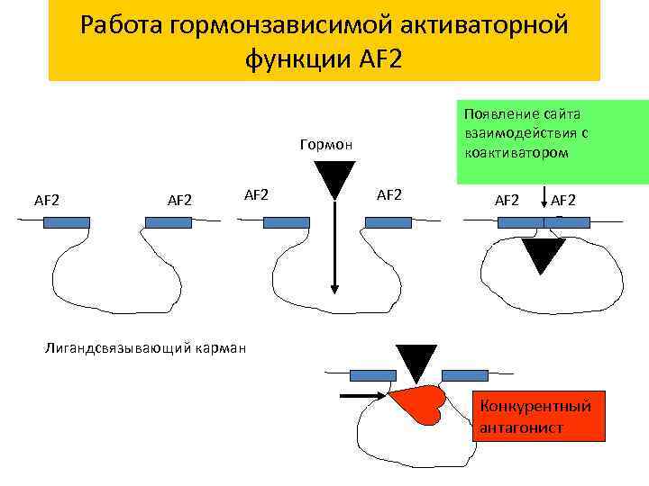 Работа гормонзависимой активаторной функции AF 2 Появление сайта взаимодействия с коактиватором Гормон AF 2