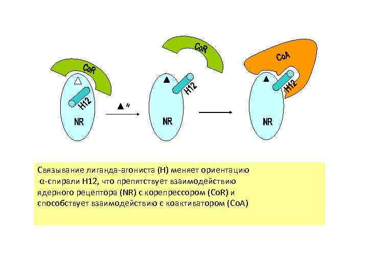Связывание лиганда-агониста (H) меняет ориентацию α-спирали H 12, что препятствует взаимодействию ядерного рецептора (NR)