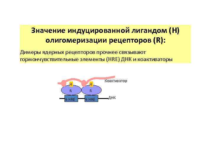 Значение индуцированной лигандом (H) олигомеризации рецепторов (R): Димеры ядерных рецепторов прочнее связывают гормончувствительные элементы
