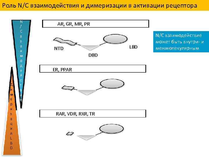 Роль N/C взаимодействия и димеризации в активации рецептора Д и м е р и