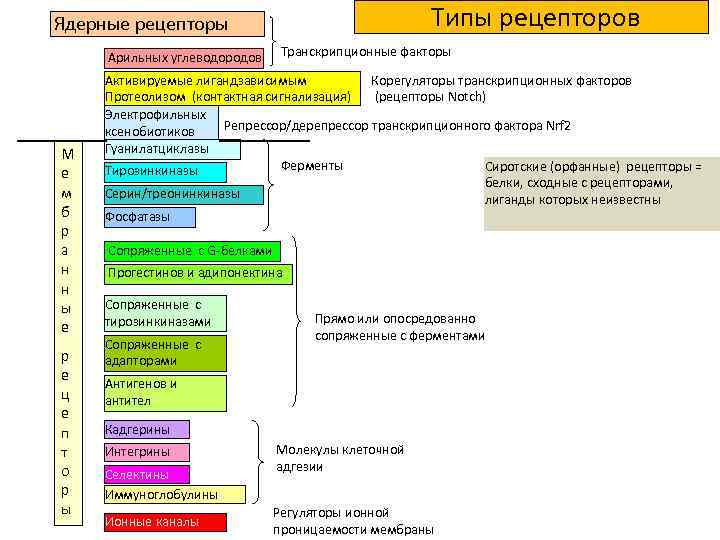 Типы рецепторов Ядерные рецепторы Арильных углеводородов М е м б р а н н