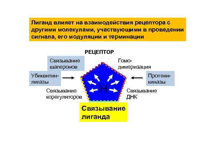 Лиганд влияет на взаимодействия рецептора с другими молекулами, участвующими в проведении сигнала, его модуляции