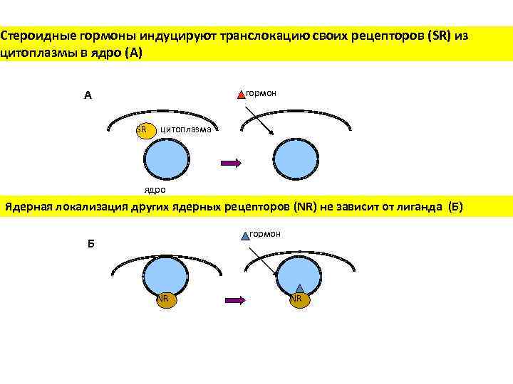 Стероидные гормоны индуцируют транслокацию своих рецепторов (SR) из цитоплазмы в ядро (А) А гормон