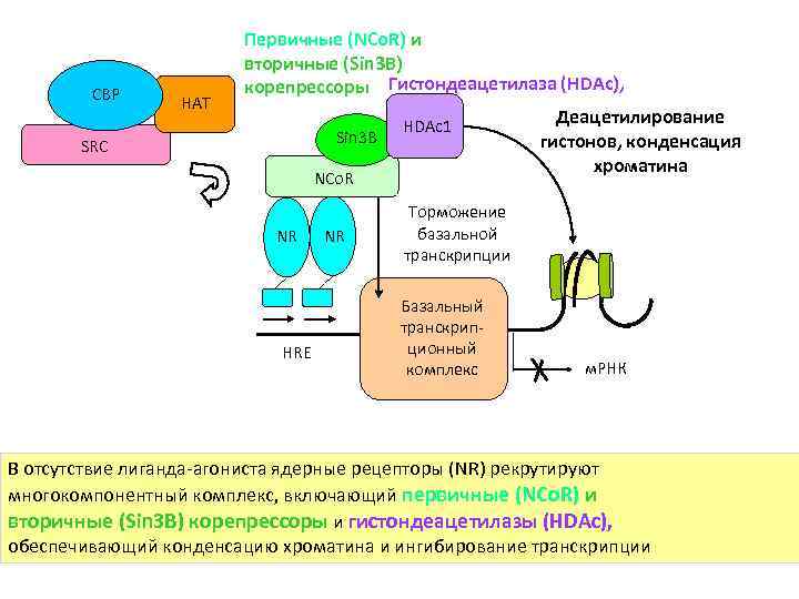 CBP HAT Первичные (NCo. R) и вторичные (Sin 3 B) корепрессоры Гистондеацетилаза (HDAc), Sin