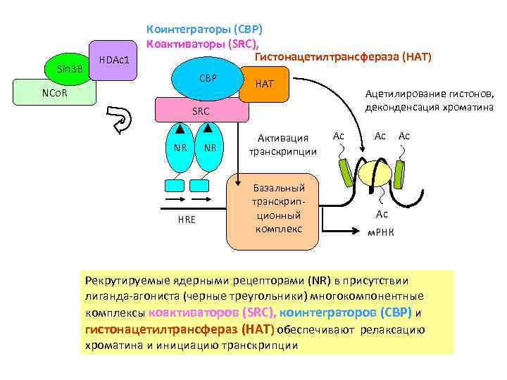 Sin 3 B HDAc 1 Коинтеграторы (CBP) Коактиваторы (SRC), Гистонацетилтрансфераза (HAT) CBP NCo. R