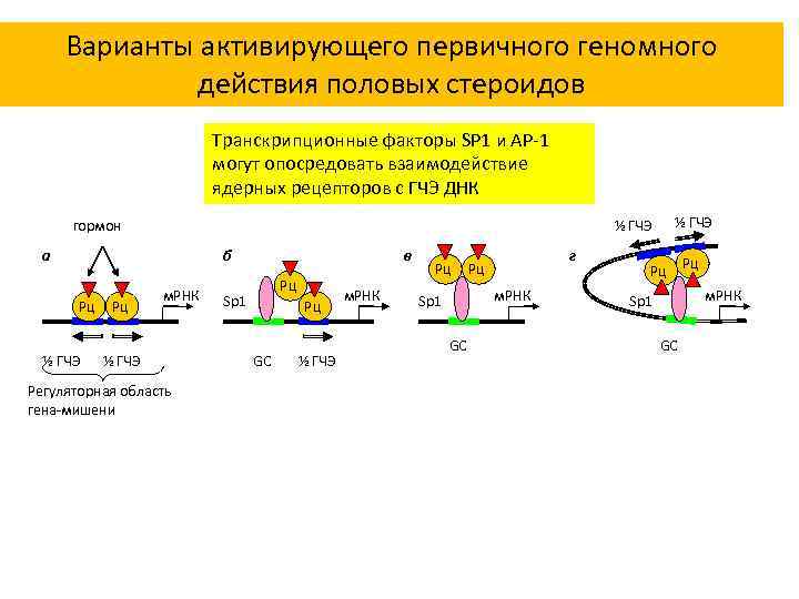 Варианты активирующего первичного геномного действия половых стероидов Транскрипционные факторы SP 1 и AP-1 могут