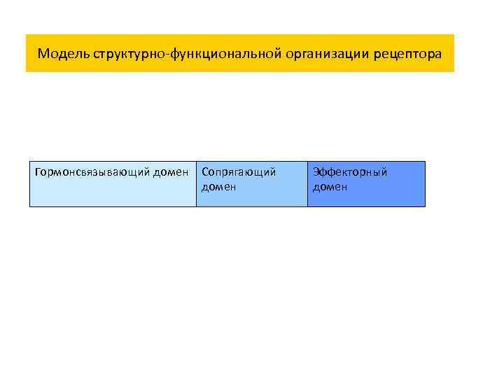 Модель структурно-функциональной организации рецептора Гормонсвязывающий домен Сопрягающий домен Эффекторный домен 