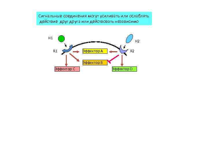 Сигнальные соединения могут усиливать или ослаблять действие друга или действовать независимо H 1 H