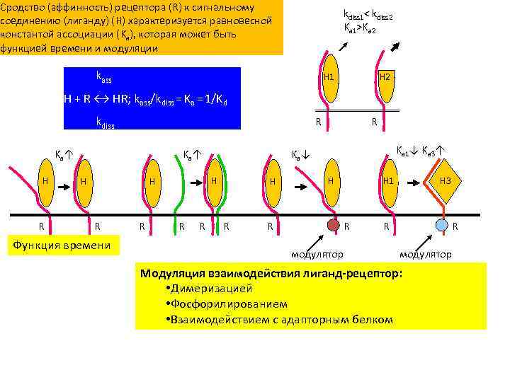 Сродство (аффинность) рецептора (R) к сигнальному соединению (лиганду) (H) характеризуется равновесной константой ассоциации (Ka),