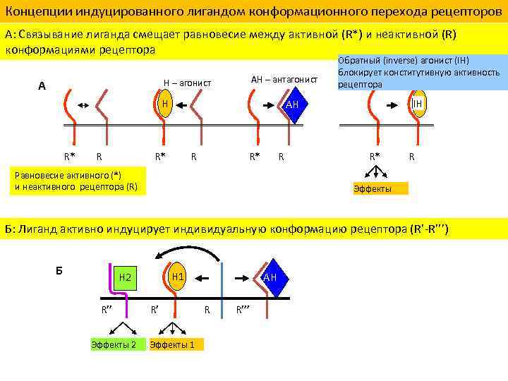 Концепции индуцированного лигандом конформационного перехода рецепторов А: Связывание лиганда смещает равновесие между активной (R*)