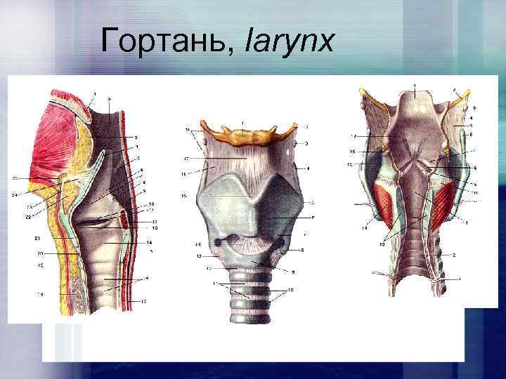 Гортань, larynx 