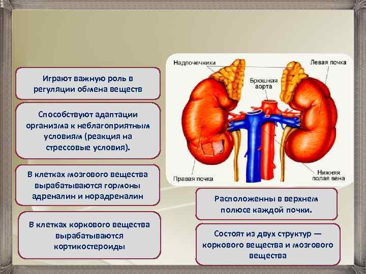 Играют важную роль в регуляции обмена веществ Способствуют адаптации организма к неблагоприятным условиям (реакция