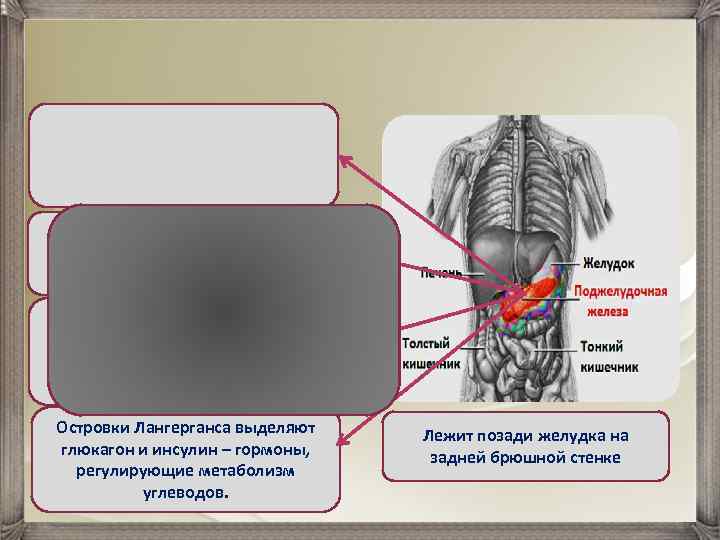 Состоит из двух типов ткани, образующих экзокринную и эндокринную части Эндокринная часть образована группами