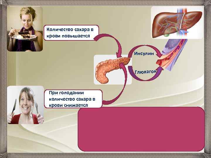 Количество сахара в крови повышается Инсулин Глюкагон При голодании количество сахара в крови снижается
