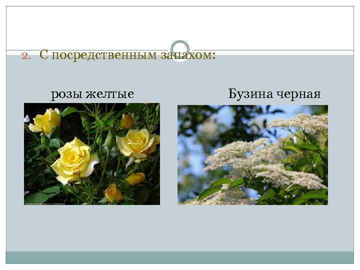 2. С посредственным запахом: розы желтые Бузина черная 