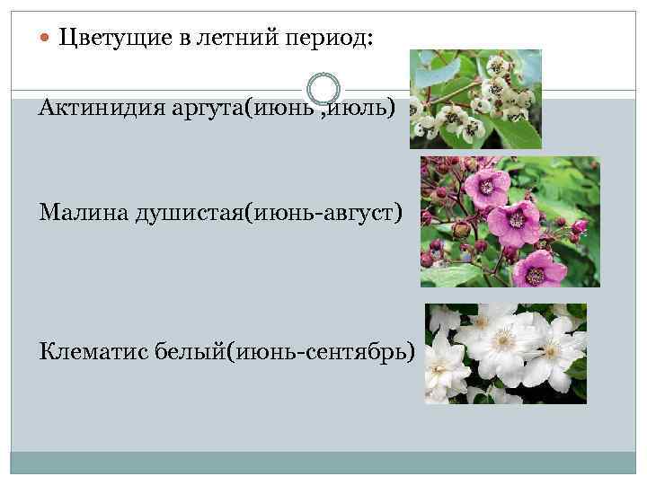  Цветущие в летний период: Актинидия аргута(июнь , июль) Малина душистая(июнь-август) Клематис белый(июнь-сентябрь) 