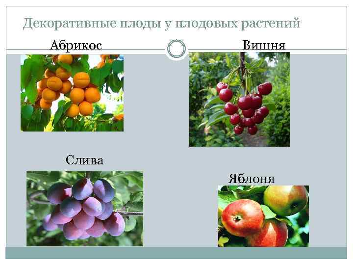 Декоративные плоды у плодовых растений Абрикос Вишня Слива Яблоня 