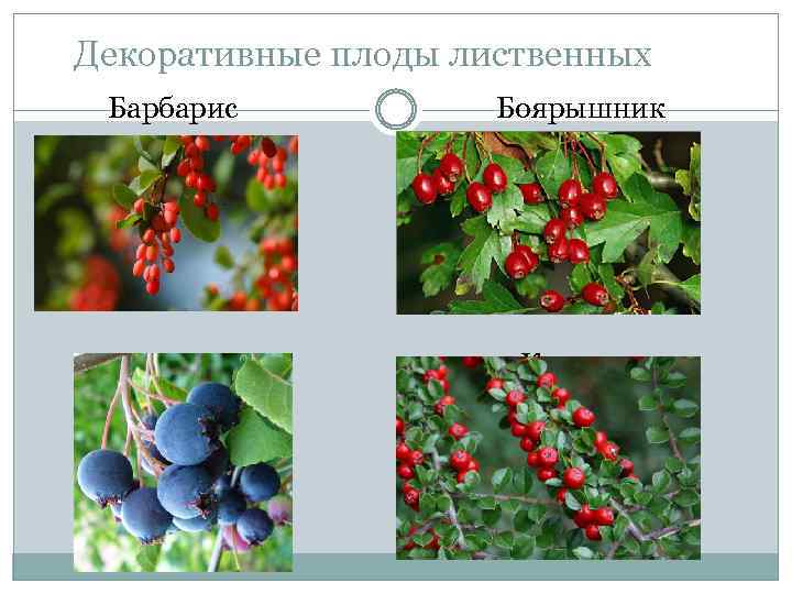 Декоративные плоды лиственных Барбарис Ирга Боярышник Кизильник 