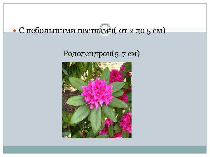 С небольшими цветками( от 2 до 5 см) Рододендрон(5 -7 см) 